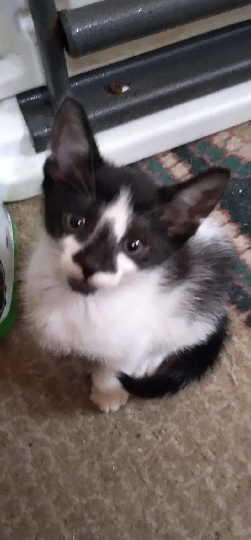 A baby small-sized male Black & White / Tuxedo Domestic Short Hair cat named Felix for adoption in Alpharetta, GA