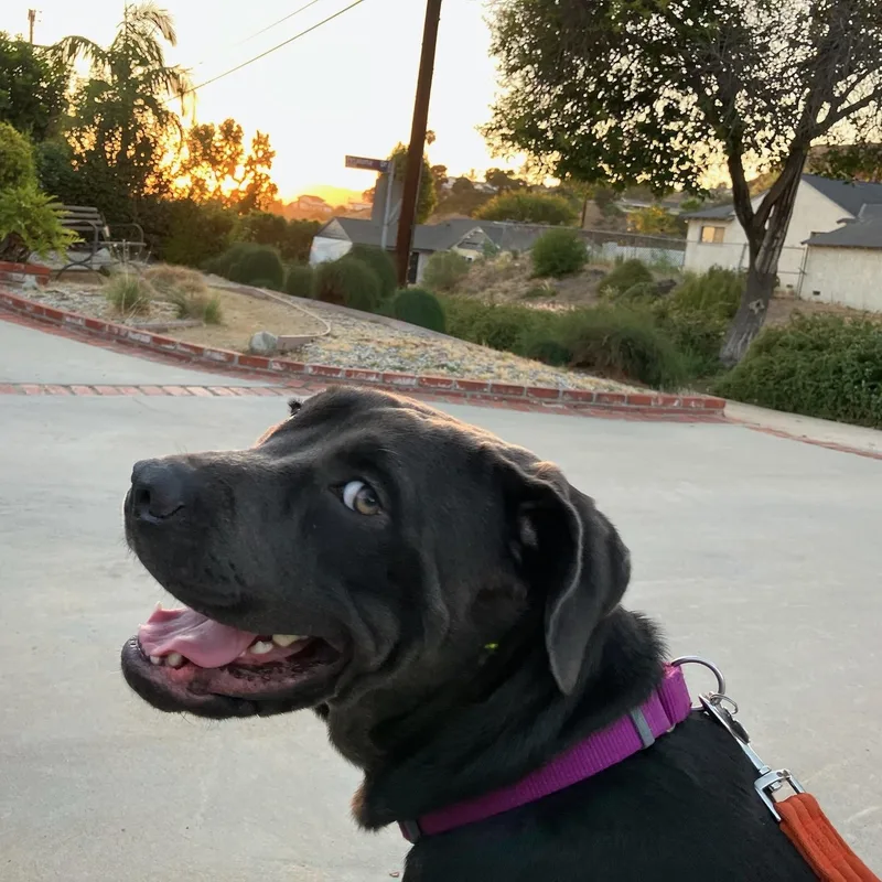 A young large-sized female Cane Corso dog named Lucy for adoption in Santa Monica, CA