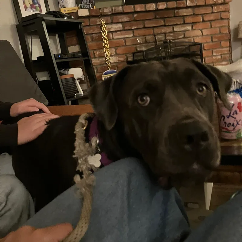 Lucy thumbnail 4