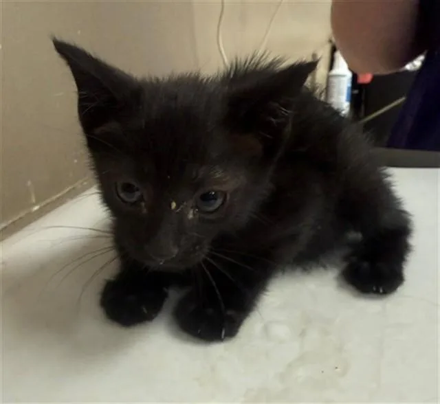 A baby small-sized male Domestic Short Hair cat named Mousse for adoption in Conroe, TX