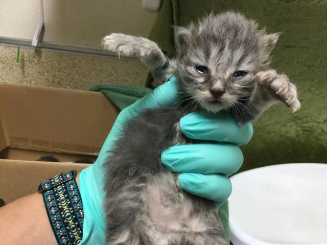 A baby small-sized female Domestic Short Hair cat named A for adoption in Riverside, CA