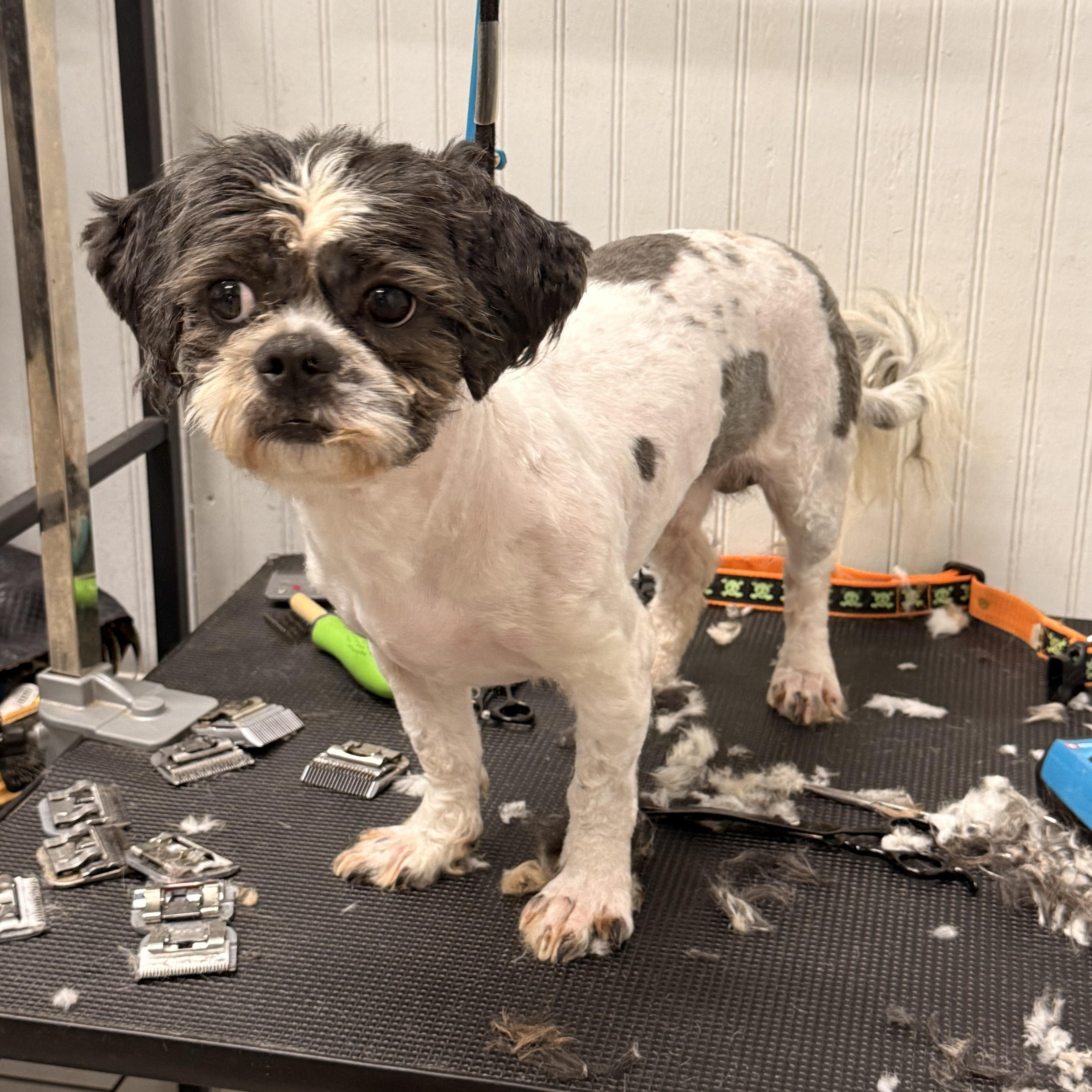 An adult small-sized male Shih Tzu dog named Mcguire for adoption in Texarkana, TX