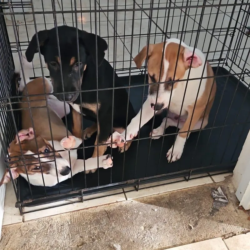 Xena "super Cuddler!" thumbnail 4