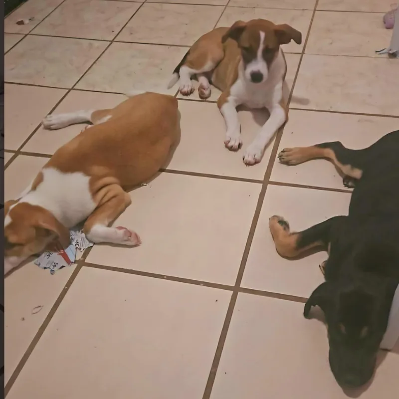 Xena "super Cuddler!" thumbnail 5