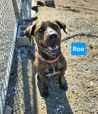 An adult large-sized male Labrador Retriever dog named Roo for adoption in Clinton, MO