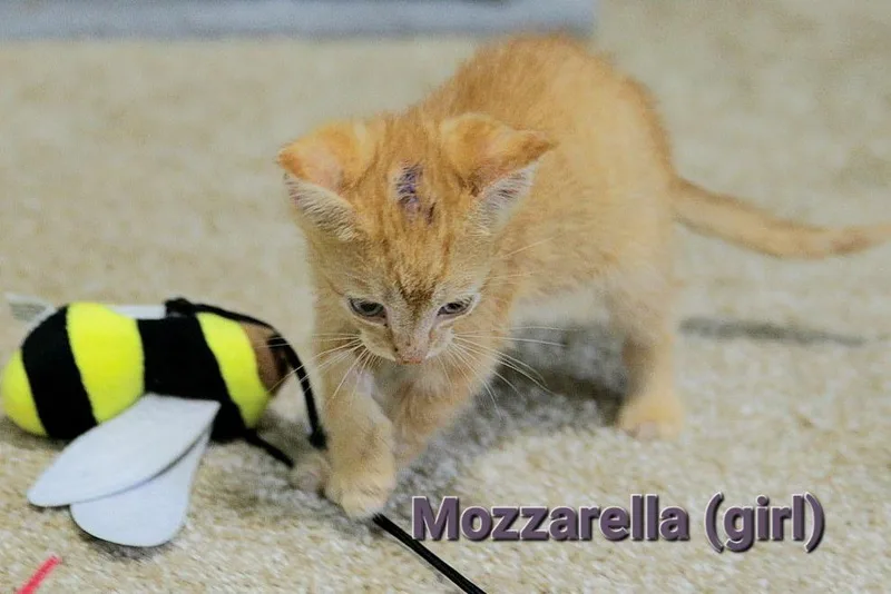 A baby medium-sized female Tabby (Orange / Red) Tabby cat named Mozzarella for adoption in Columbia, SC