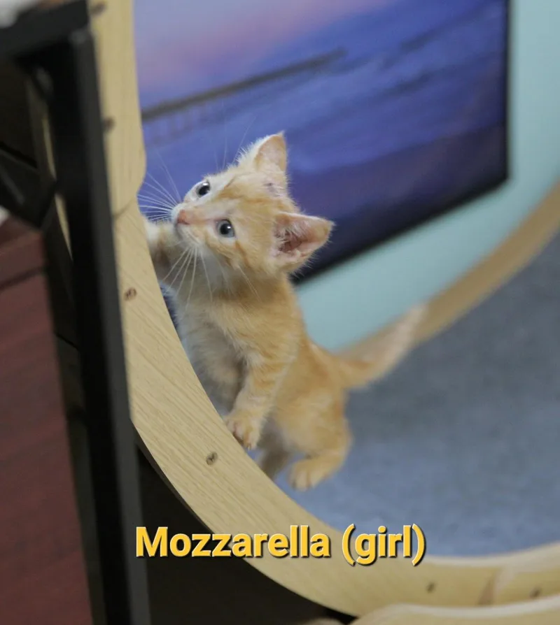 Mozzarella thumbnail 2