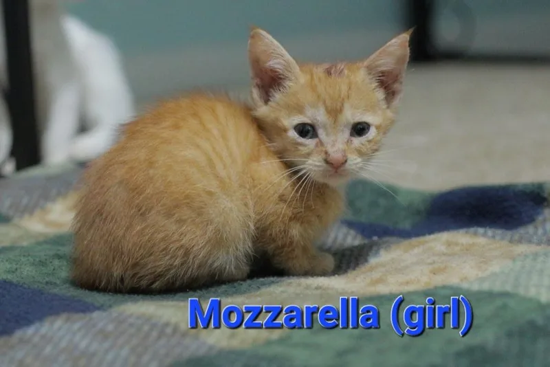 Mozzarella thumbnail 4