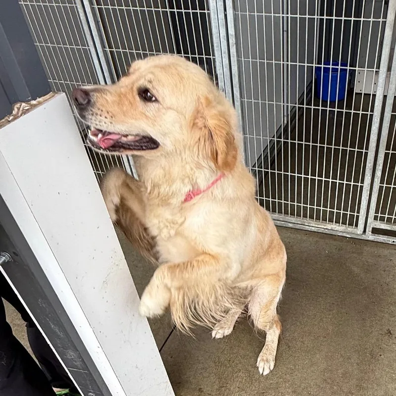 An adult medium-sized female Golden Retriever dog named Sasha for adoption in Carroll, IA