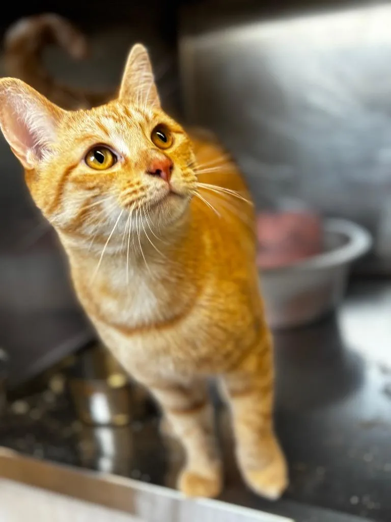 A young medium-sized male Domestic Short Hair cat named Shaggy for adoption in Lima, OH
