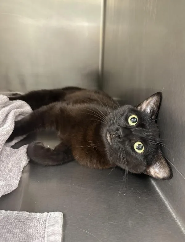 A young small-sized female Domestic Short Hair cat named Vera for adoption in Santa Rosa, CA