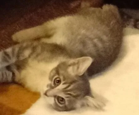 A baby small-sized male Domestic Short Hair cat named Tuffy for adoption in San Jacinto, CA