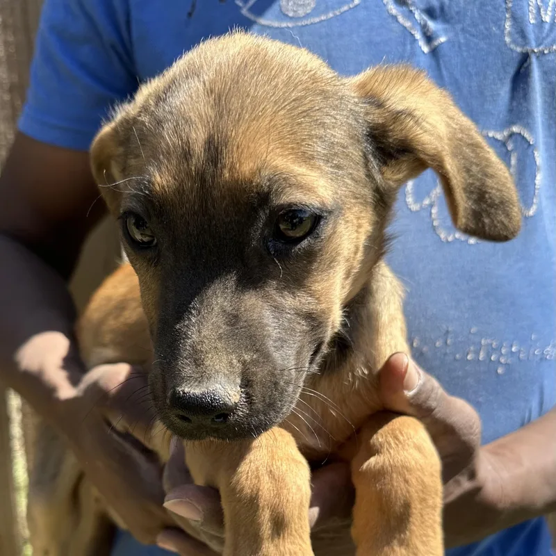 Huck  Local April thumbnail 2