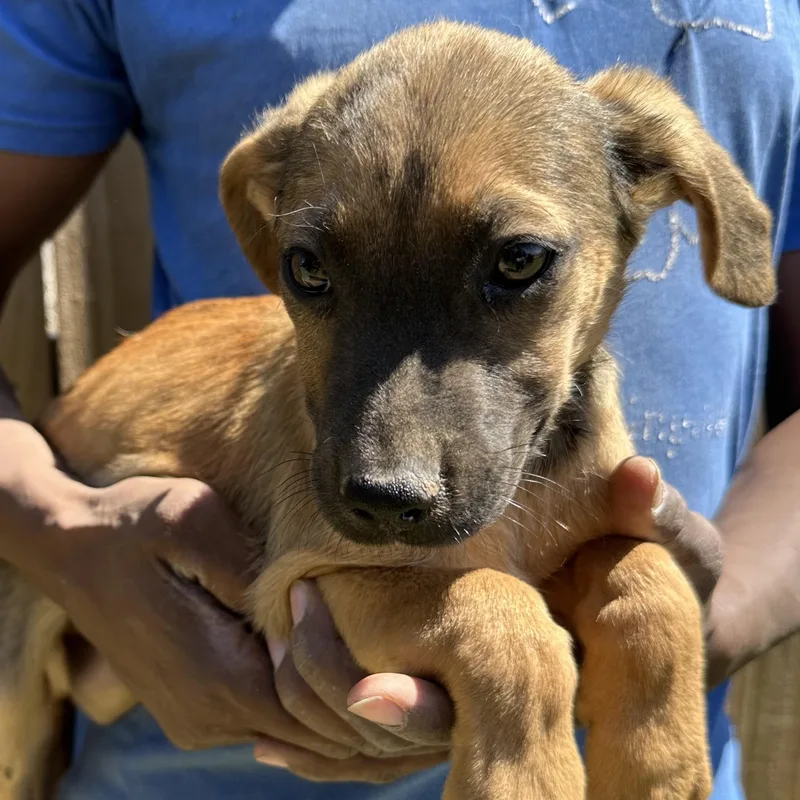 Huck  Local April thumbnail 3