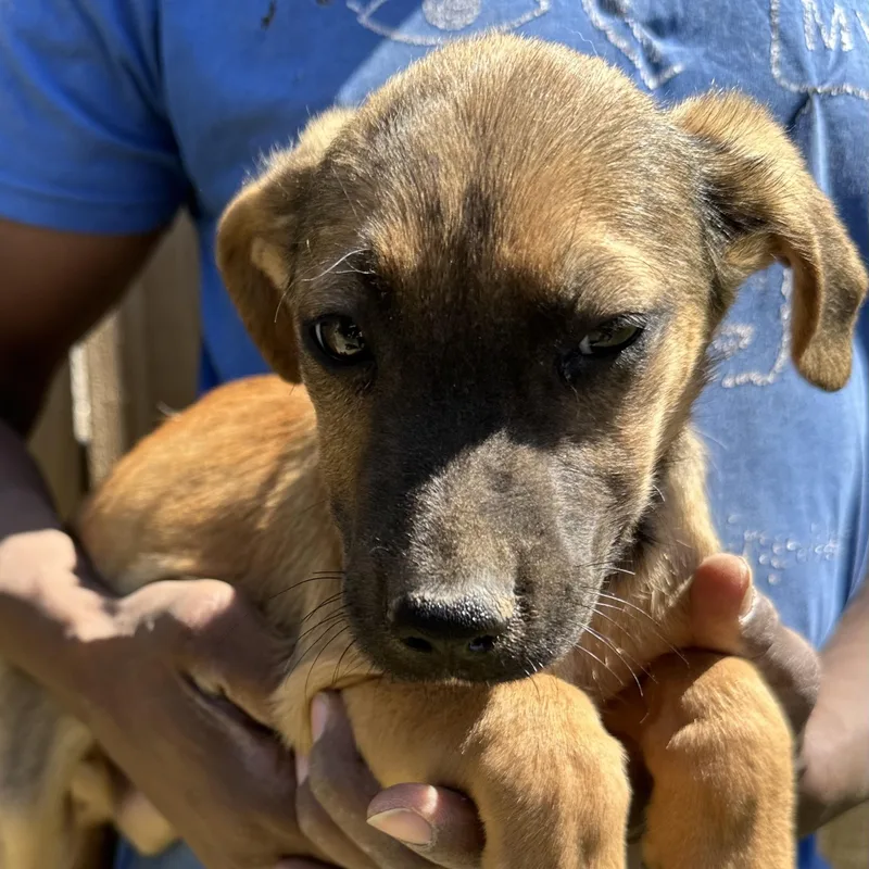 Huck  Local April thumbnail 4