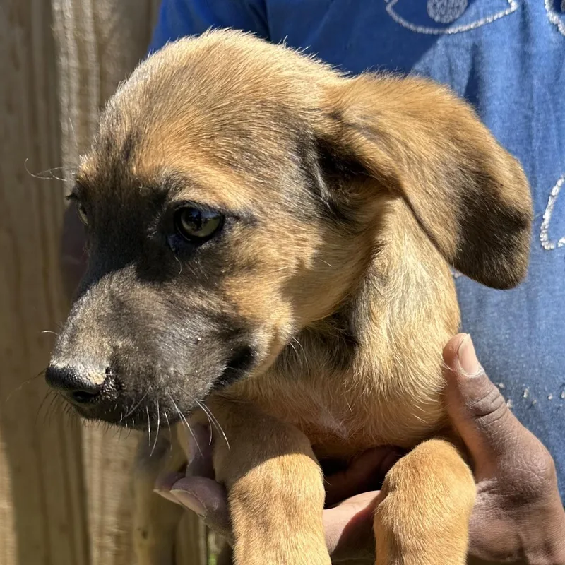 Huck  Local April thumbnail 6