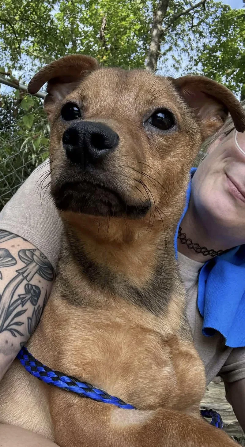 A young small-sized male Chihuahua dog named Junior for adoption in Westwood, NJ