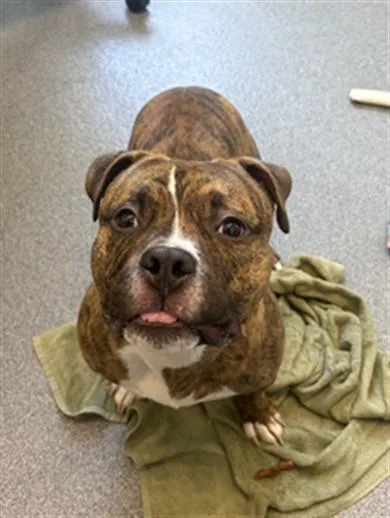 A young medium-sized male Boxer dog named Barbecue for adoption in Toledo, OH