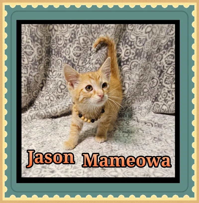 A baby small-sized male Domestic Short Hair cat named Jason Mameowa for adoption in Jacksonville, IL