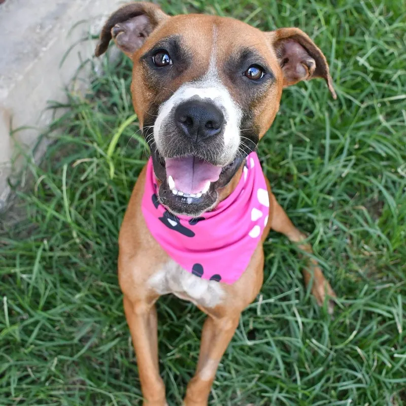 An adult medium-sized female Pit Bull Terrier dog named Princess for adoption in Beaumont, TX