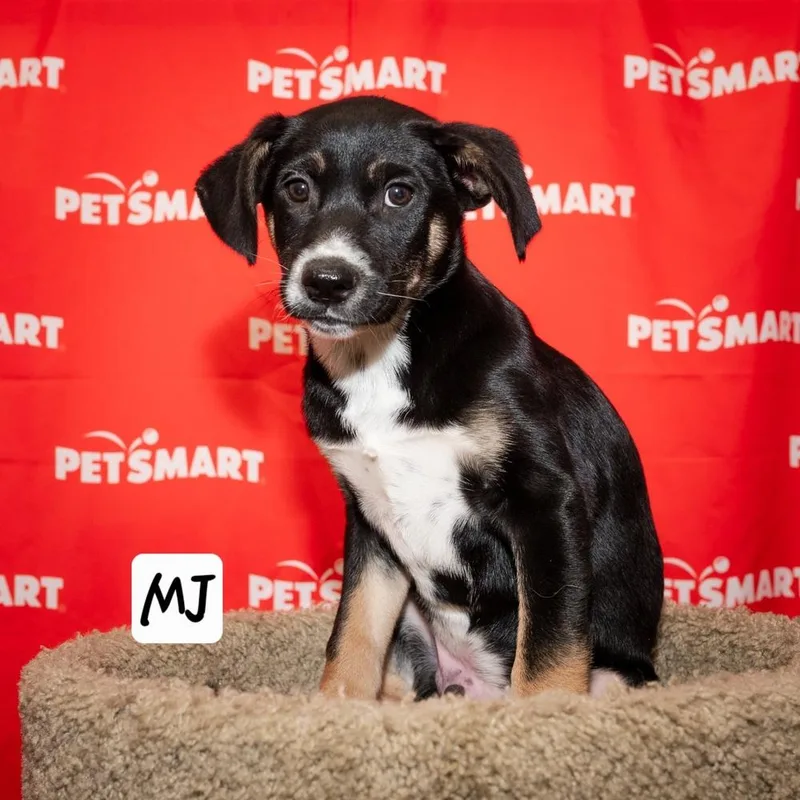 A baby medium-sized male Tricolor (Brown, Black, & White) Cattle Dog dog named Mj for adoption in Calimesa, CA