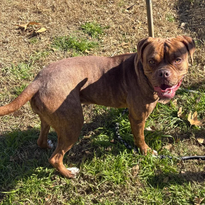 An adult medium-sized female Brown / Chocolate Boxer dog named Arielle Daisy for adoption in San Jacinto, CA
