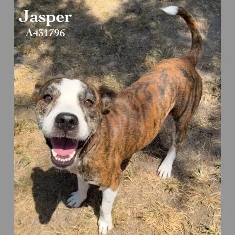 An adult medium-sized male Pit Bull Terrier dog named Jasper for adoption in Conroe, TX