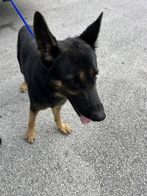 A young large-sized male German Shepherd Dog dog named Butter for adoption in Miami, FL