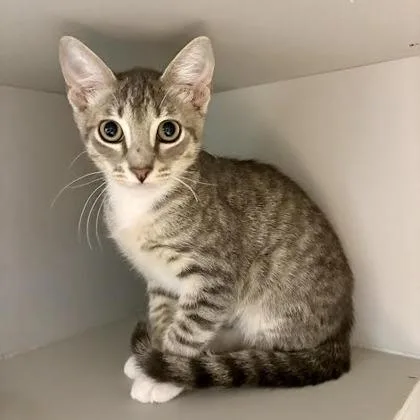 A baby small-sized male Domestic Short Hair cat named James for adoption in West Chester, PA