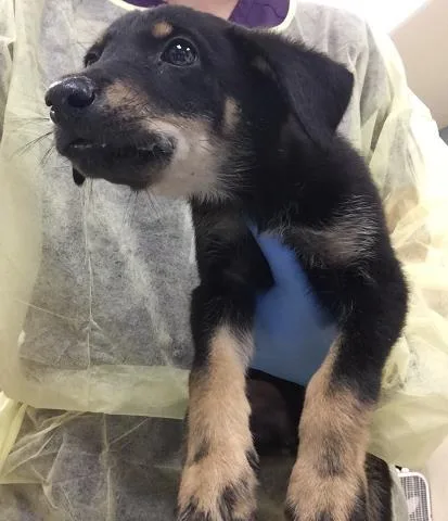 A baby small-sized female German Shepherd Dog dog named Pumpkin for adoption in Riverside, CA