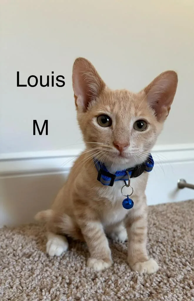 A baby small-sized male Domestic Short Hair cat named Louis for adoption in Darien, GA