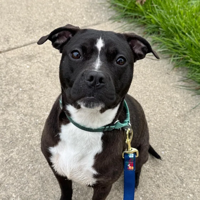 A young medium-sized female Black Feist dog named Noa for adoption in Wheeling, IL