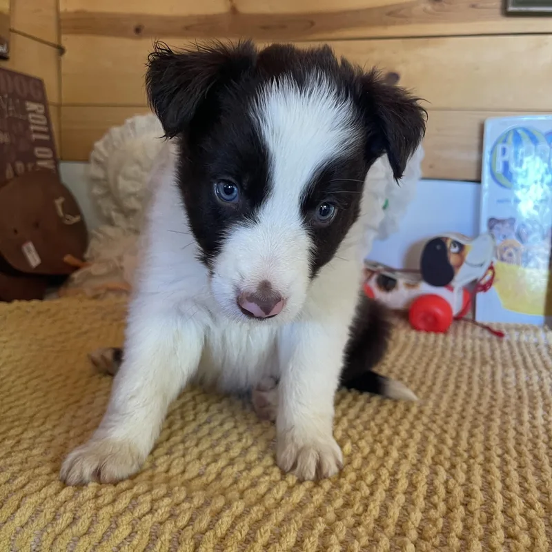 A baby medium-sized male Brown / Chocolate Border Collie dog named Enzo for adoption in Vacaville, CA