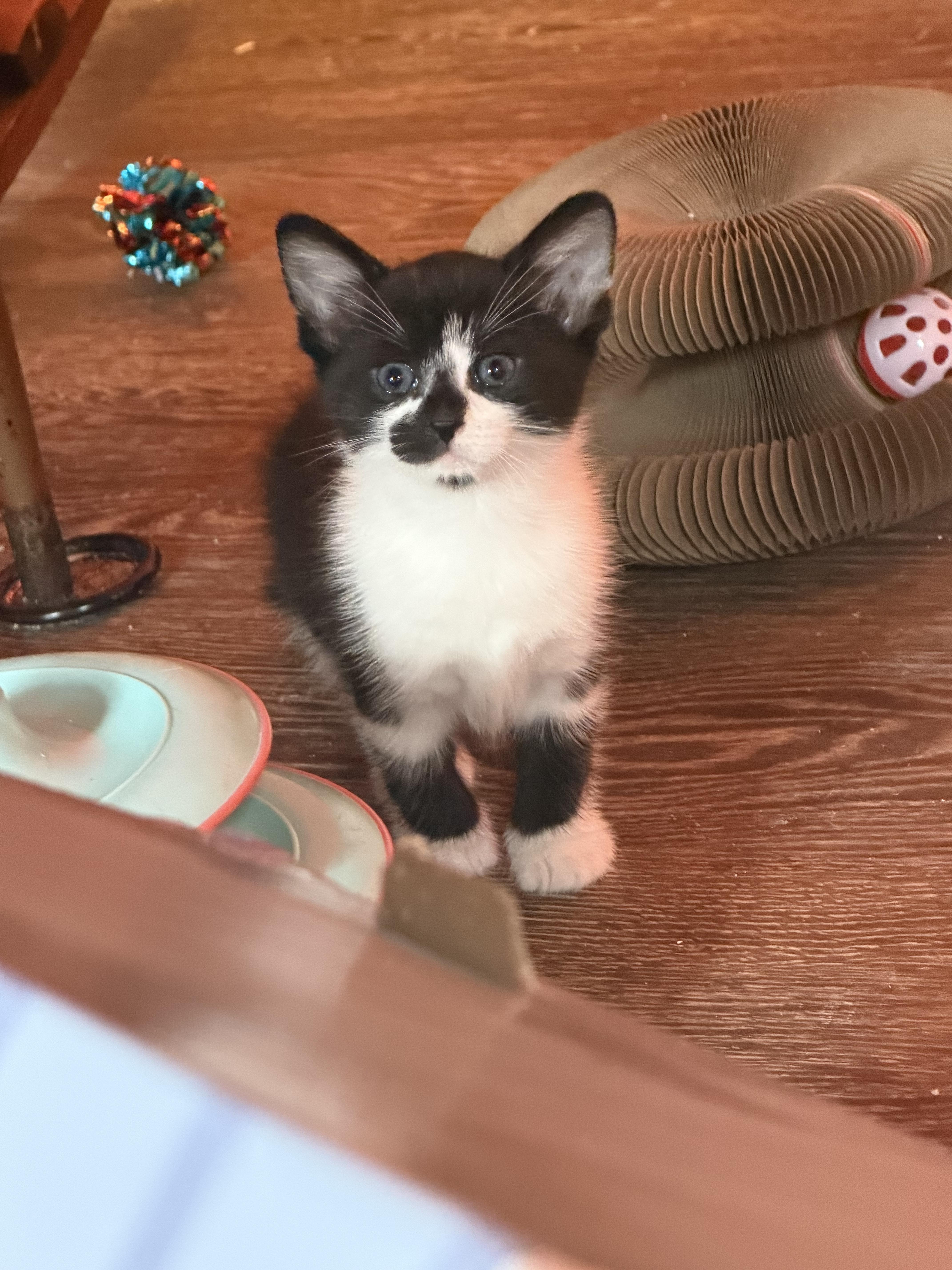 A baby medium-sized female Domestic Short Hair cat named Amber for adoption in Charlotte, NC