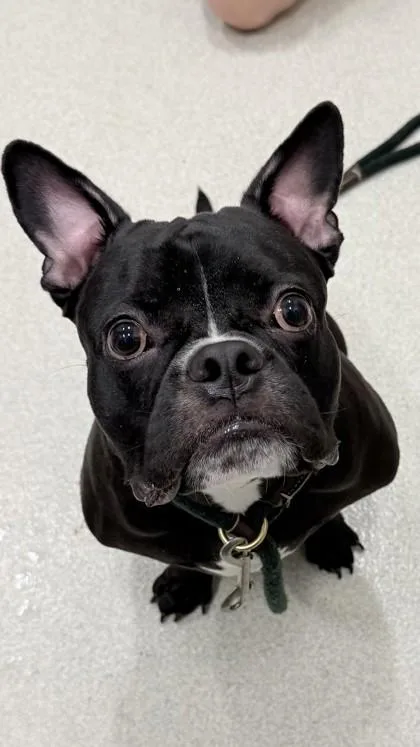 Taquito
