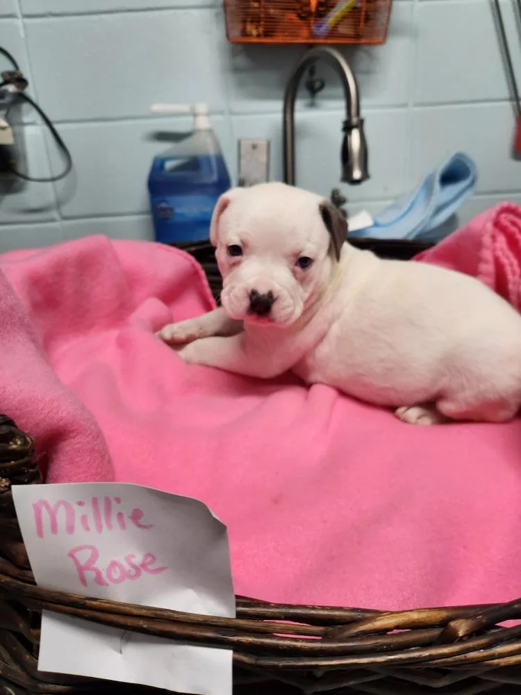 Millie Rose A thumbnail 2