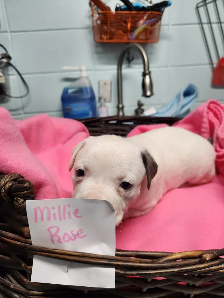 Millie Rose A thumbnail 3