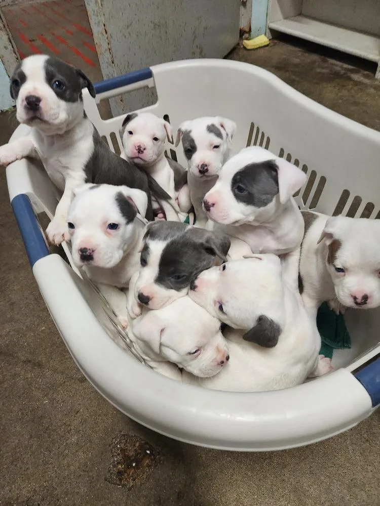 Millie Rose A thumbnail 4