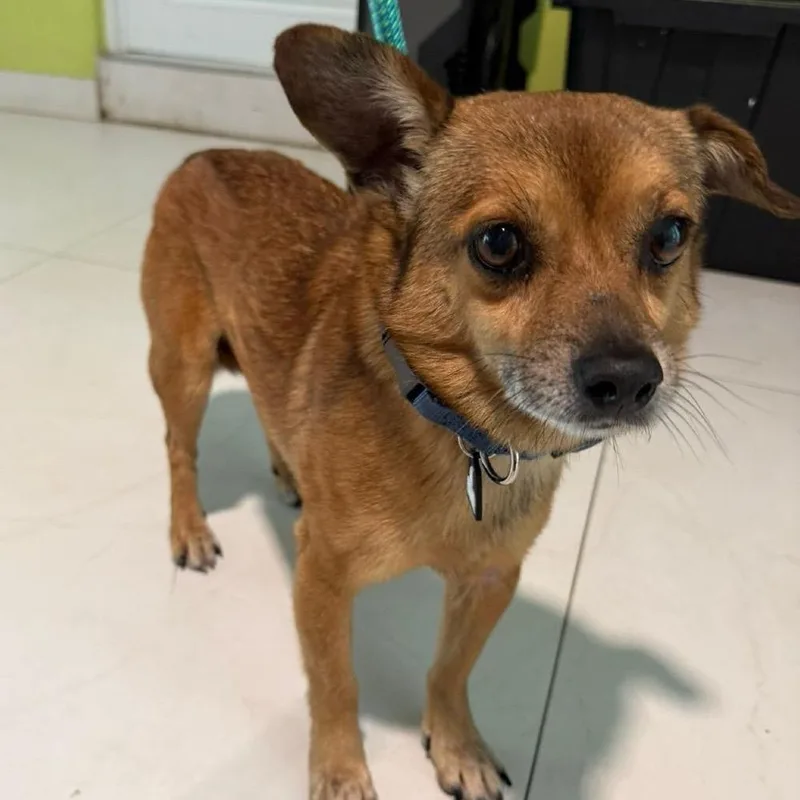 An adult small-sized male Terrier dog named Cody for adoption in Manhattan, NY
