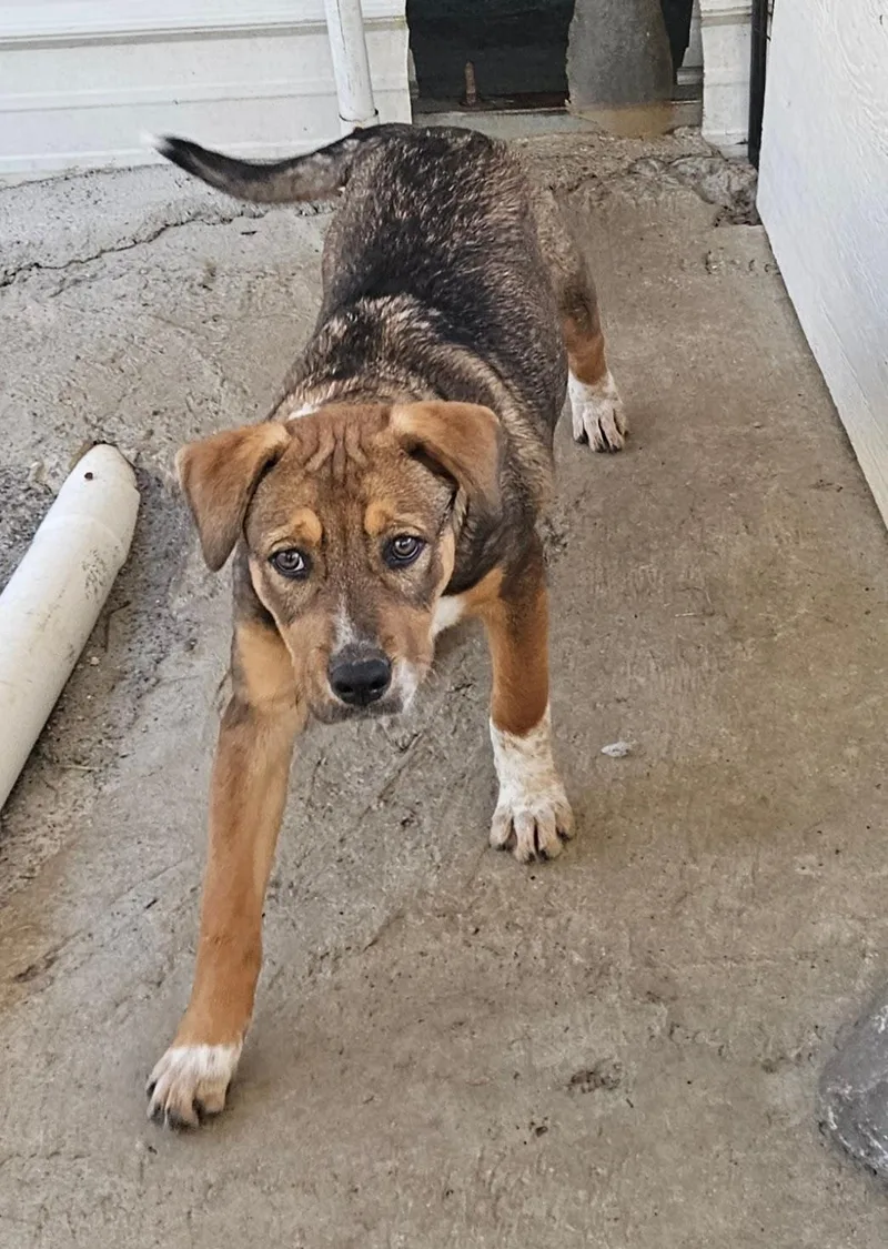 A baby medium-sized female Tricolor (Brown, Black, & White) Bavarian Mountain Hound dog named Roseanne Rainbow for adoption in Andover, MA