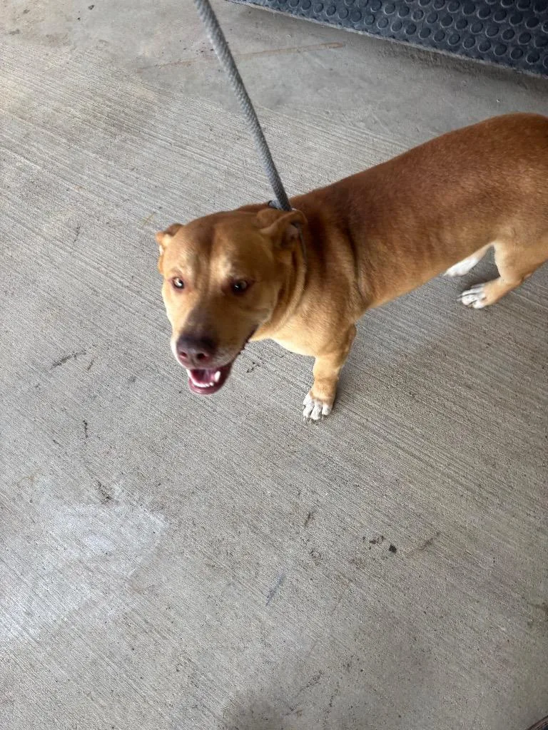 A young medium-sized male Basset Hound dog named Pooh for adoption in Belton, TX