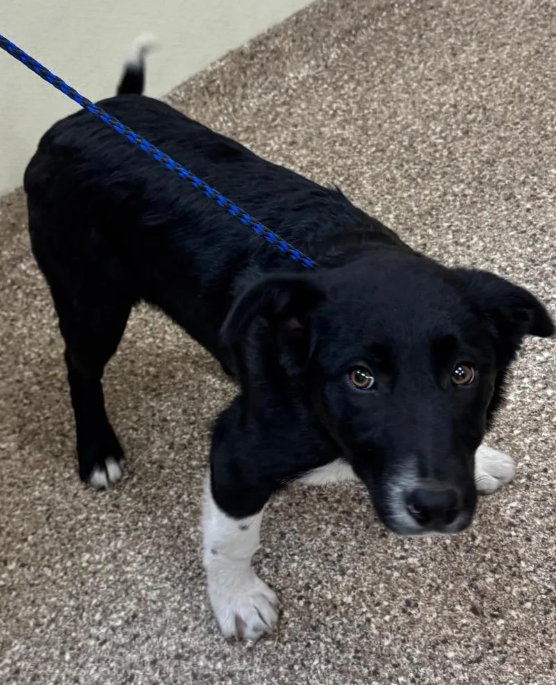 Sugar Plum Fairy thumbnail 2