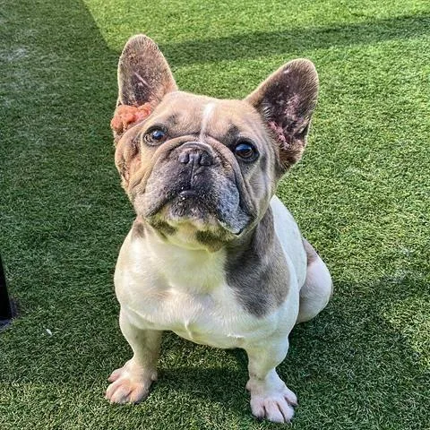 An adult medium-sized male Yellow / Tan / Blond / Fawn French Bulldog dog named Ben for adoption in Apple Valley, CA