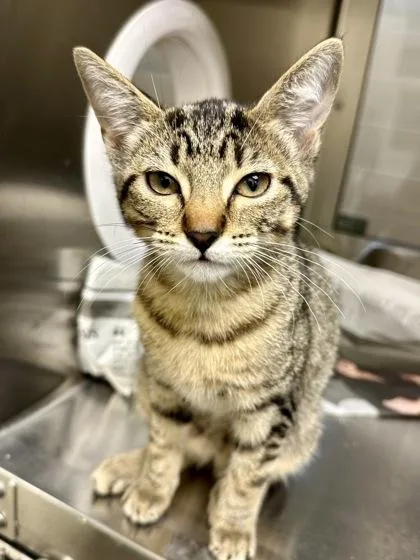 A baby medium-sized female Buff / Tan / Fawn Domestic Short Hair cat named Siren for adoption in Wichita, KS