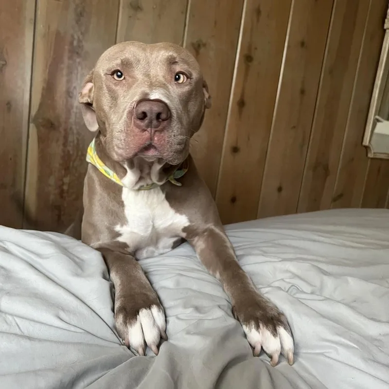 An adult large-sized male Gray / Blue / Silver Pit Bull Terrier dog named Cashew for adoption in Reynoldsburg, OH