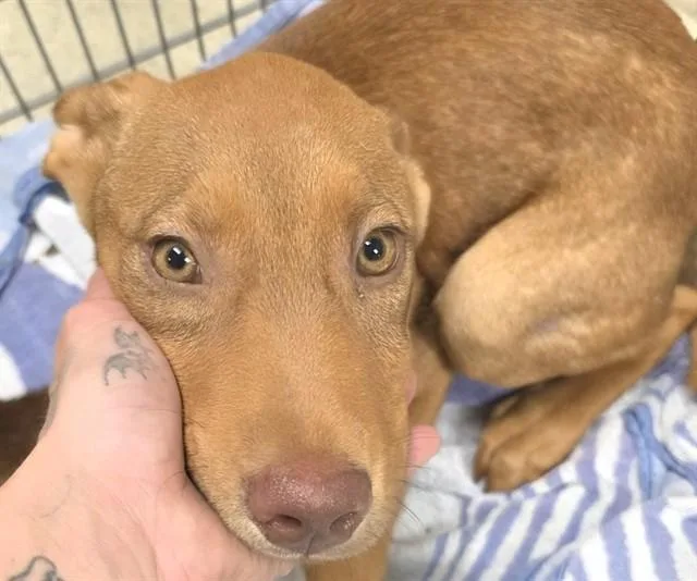 A baby small-sized male German Shepherd Dog dog named A for adoption in Conroe, TX