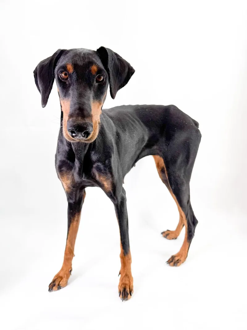 An adult medium-sized female Black Doberman Pinscher dog named Sonora for adoption in Scottsdale, AZ