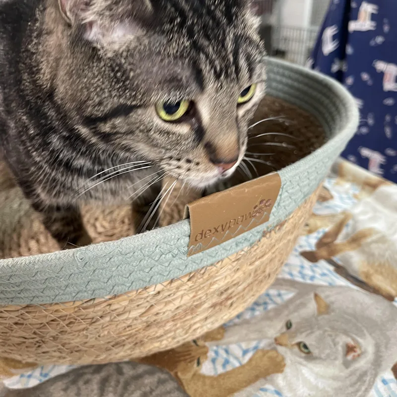 An adult medium-sized male Tabby (Brown / Chocolate) Tabby cat named Pepsi  Front Paw for adoption in Wyandotte, MI