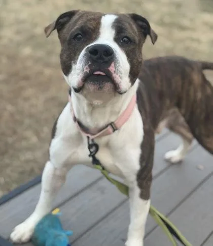 An adult medium-sized male Mixed Breed dog named Sport for adoption in West Chester, PA