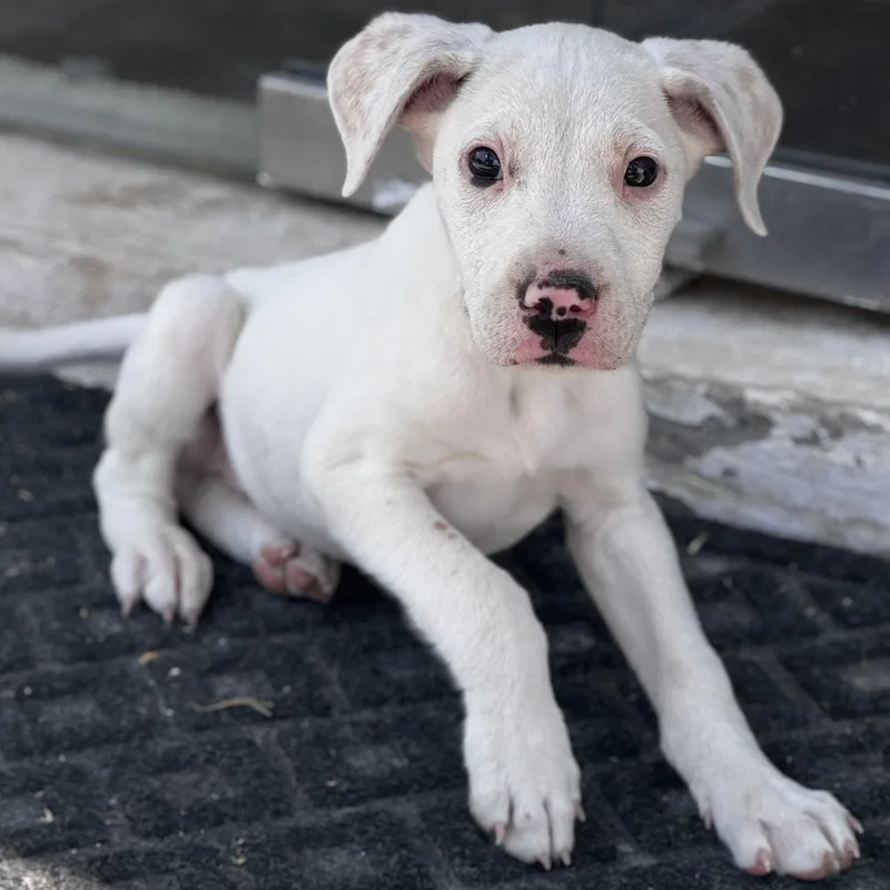 A baby medium-sized male White / Cream Mixed Breed dog named Ross for adoption in Manvel, TX